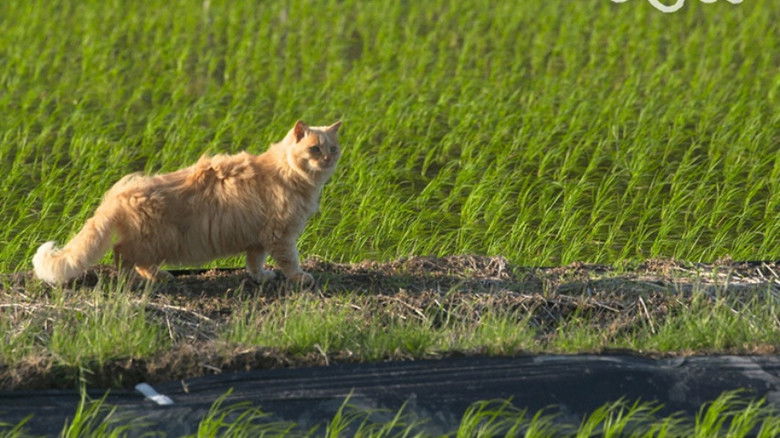 Still image for Mitsuaki Iwago's World “Cats” Travelogue season 1 episode 115: Nigata Still image for Mitsuaki Iwago's World “Cats” Travelogue season 1 episode 115: Nigata