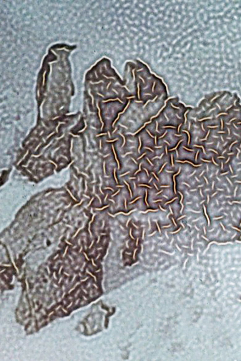 Imatge de Crushed Between Ocean and Sky