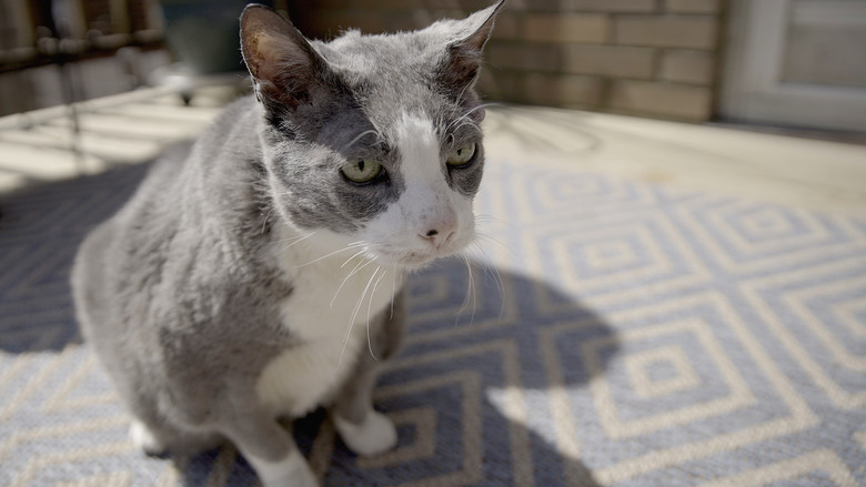 Still image for Pop Goes the Vet with Dr. Joya season 1 episode 4: Ooey Gooey Bean Dip Still image for Pop Goes the Vet with Dr. Joya season 1 episode 4: Ooey Gooey Bean Dip