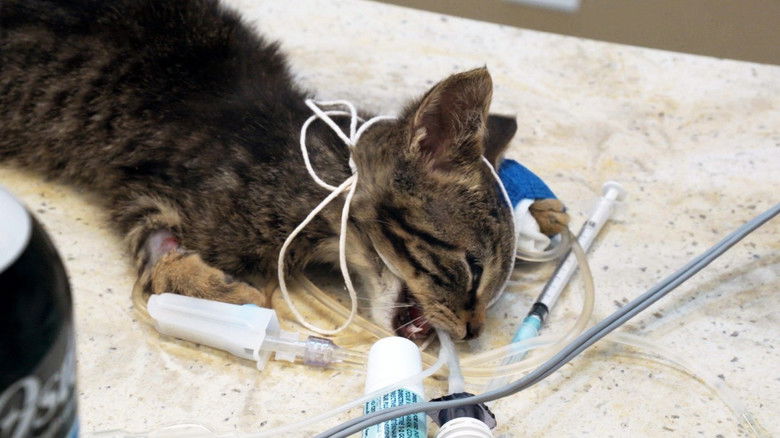 Still image for Ambulances animales season 1 episode 10: Episode 10 Still image for Ambulances animales season 1 episode 10: Episode 10