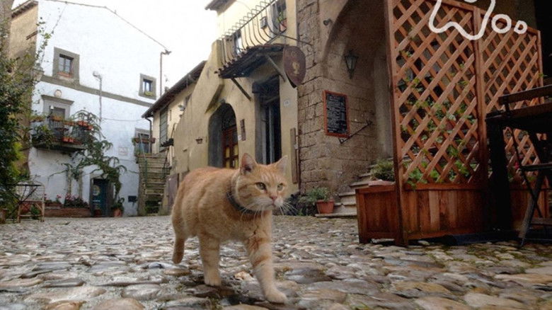 Still image for Mitsuaki Iwago's World “Cats” Travelogue season 1 episode 81: Rome Still image for Mitsuaki Iwago's World “Cats” Travelogue season 1 episode 81: Rome