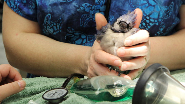 Still image for Dr. K's Exotic Animal ER season 1 episode 6: Kink-achoo! Still image for Dr. K's Exotic Animal ER season 1 episode 6: Kink-achoo!