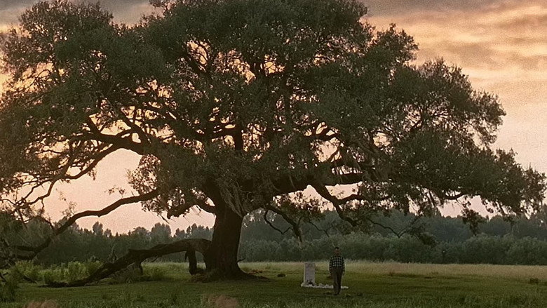Forrest Gump backdrop 73
