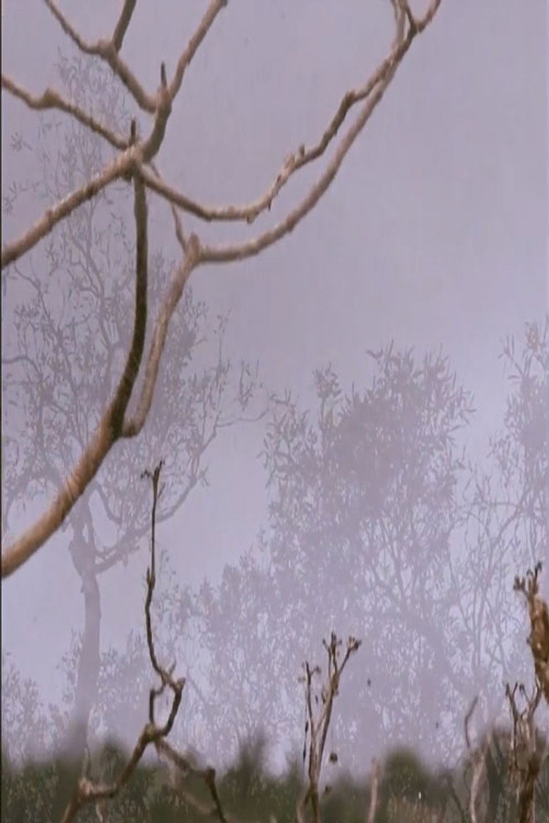 Before's Vision background