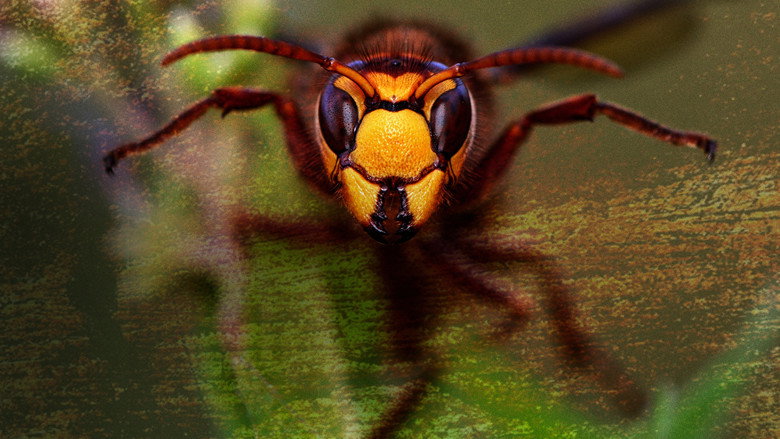 Killer Hornets from Hell galeri 1