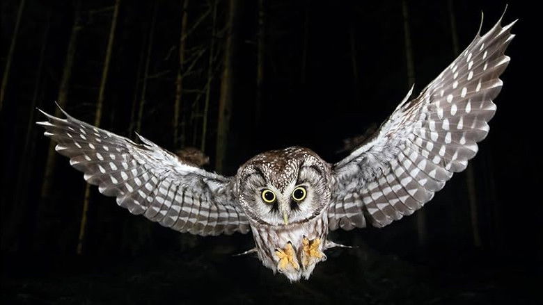 Image d'arrière-plan 1 du film Die Nacht erwacht! Über Leben im Wald