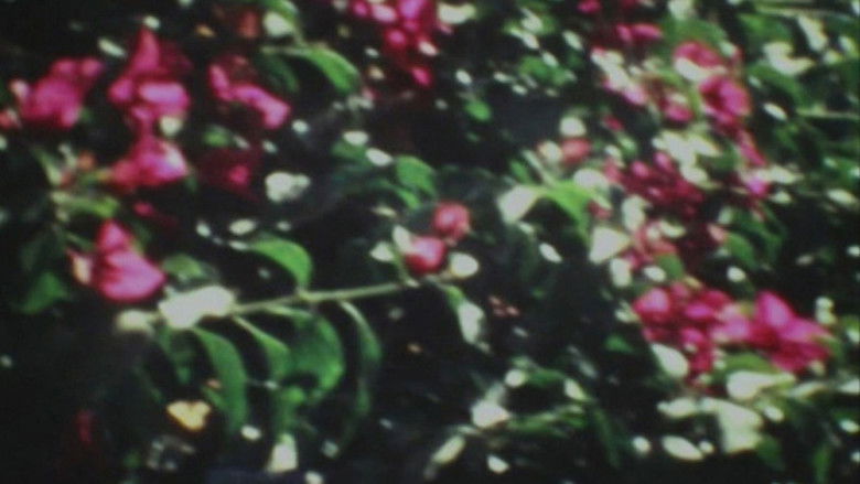 Imatge de Diaspora Ethiopia