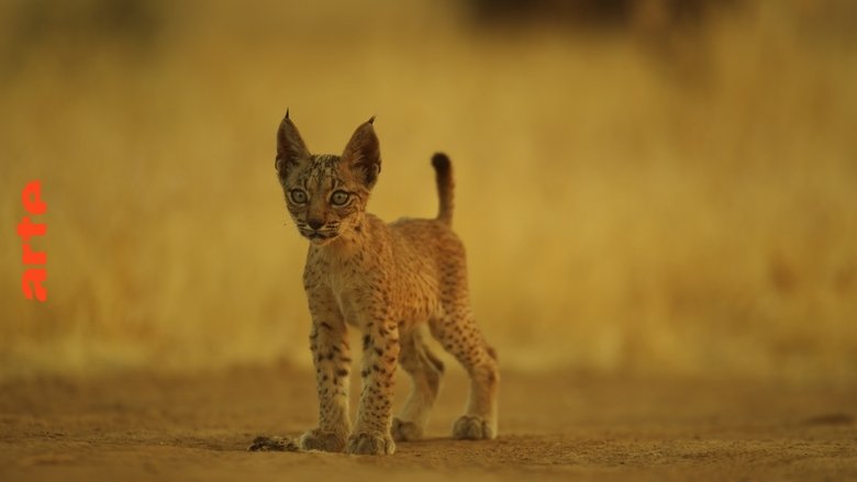 Chats et chiens sauvages