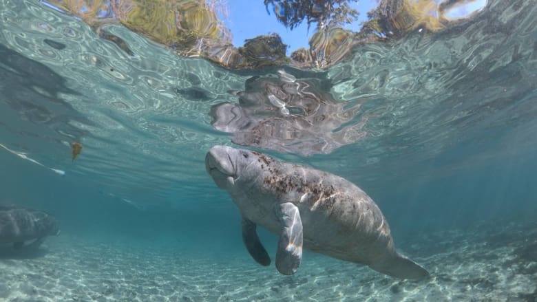 Hamilton’s Journey – Manatees in a New Light 2014 Soap2Day