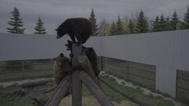 Still image for Cub Camp season 1 episode 6: Goodbye Campers