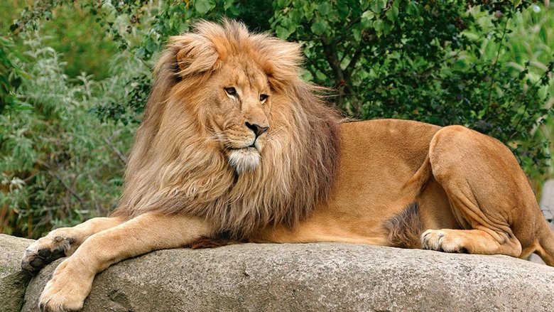 Was ist Was - Tiere im Zoo movie poster