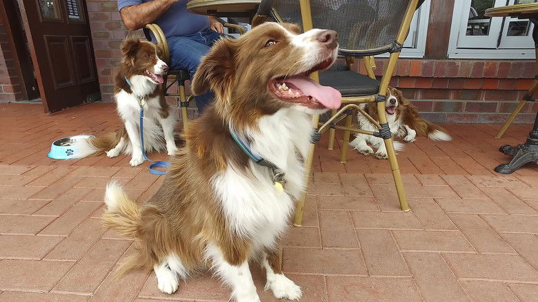 Still image for Top Jobs for Dogs season 1 episode 9: Crafty Canines Still image for Top Jobs for Dogs season 1 episode 9: Crafty Canines