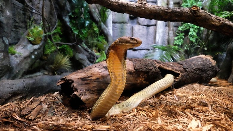 Still image for The Zoo season 1 episode 6: Love Shack Still image for The Zoo season 1 episode 6: Love Shack