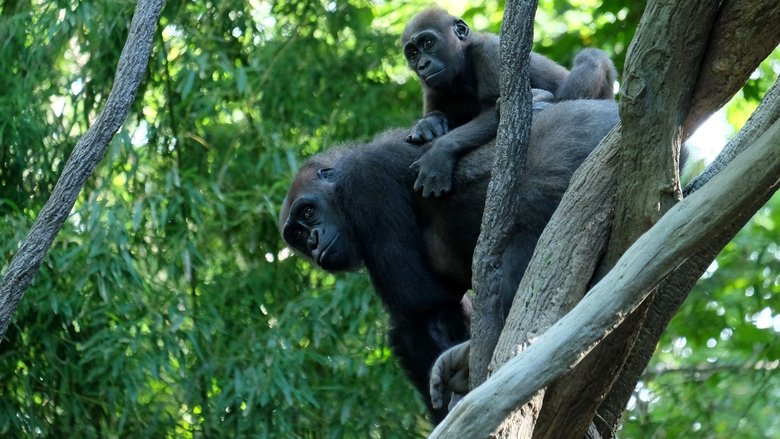 Still image for The Zoo season 1 episode 1: Higher Purpose Still image for The Zoo season 1 episode 1: Higher Purpose