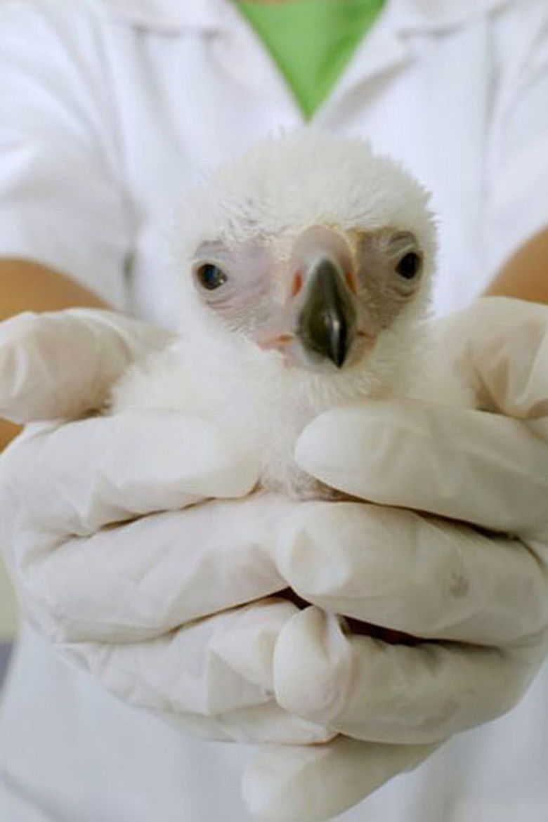 Imatge de Bird of Prey