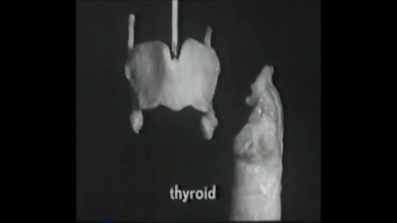 Imatge de Voice Production: The Vibrating Larynx