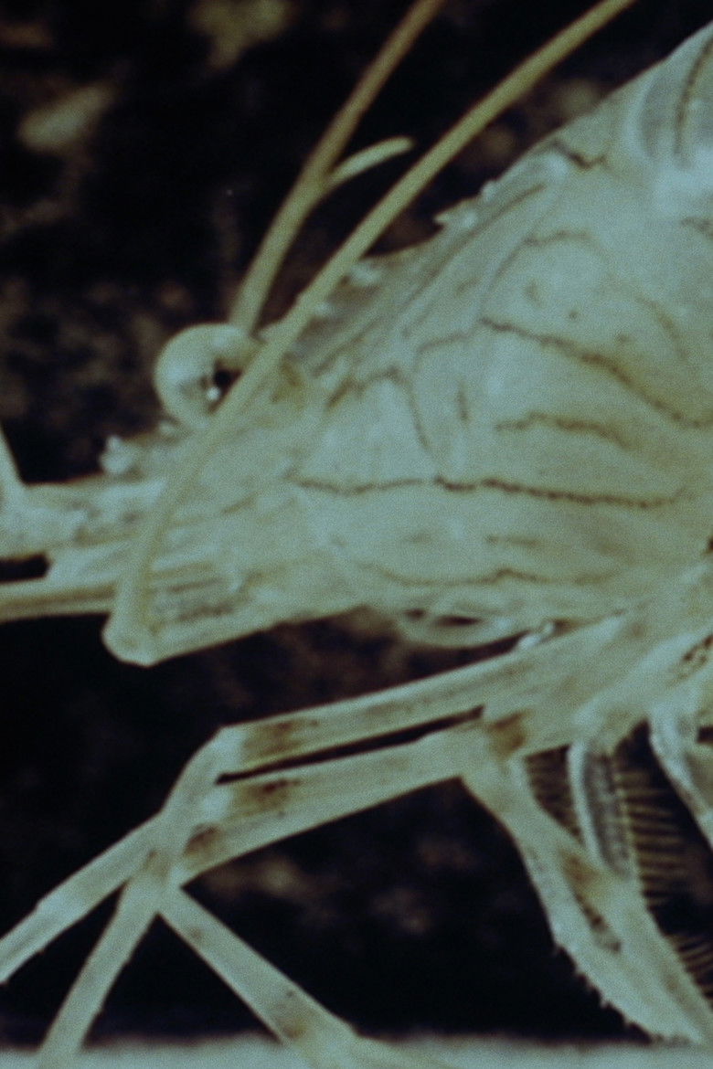 Imatge de Histoires de crevettes