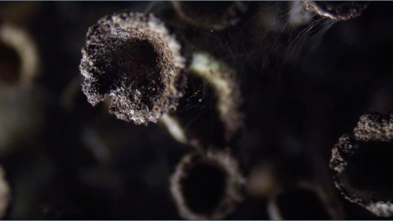 Imatge de Lavsang - Song of the Lichens