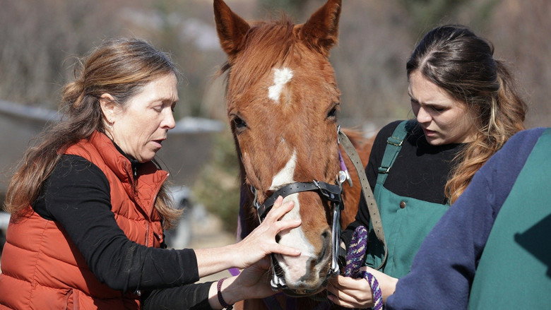 Assistir Yukon: Plantão Veterinário 11x3 Online