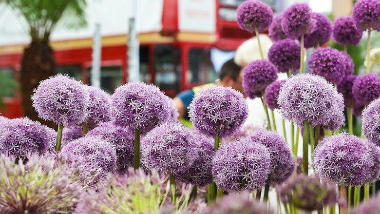 Launch Show RHS Chelsea Flower Show 2022