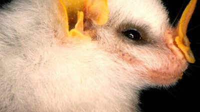 Still image for Crazy Monster season 1 episode 2: Bats Still image for Crazy Monster season 1 episode 2: Bats