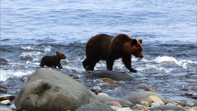 Still image for Wild Hokkaido! season 1 episode 15: Shiretoko, Brown Bears of the Shore Still image for Wild Hokkaido! season 1 episode 15: Shiretoko, Brown Bears of the Shore