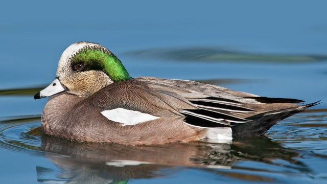 Still image for The National Geographic Guide to Birding in North America season 1 episode 4: Bird Distribution, Status, and Endemism