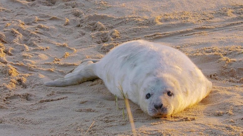 The Wonderful World of Baby Animals