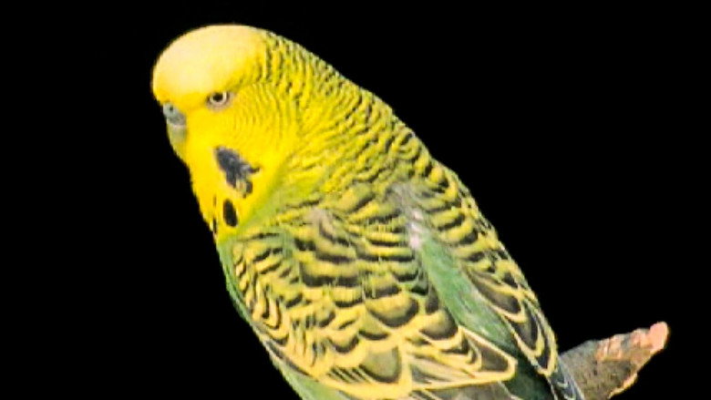Still from The Life of Birds - Season 1 Episode 6
