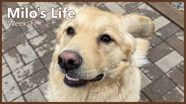 Still image for Milo's Life season 1 episode 17: Doggy Daycare | Week 17 Still image for Milo's Life season 1 episode 17: Doggy Daycare | Week 17