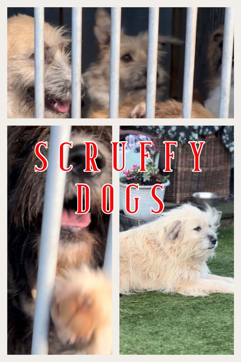 Imatge de Scruffy Dogs