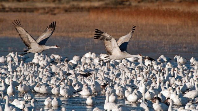 Still image for The National Geographic Guide to Birding in North America season 1 episode 22: Birding Sites in Western North America