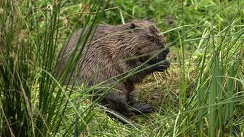 Still image for Wild Britain season 1 episode 4: Rivers Still image for Wild Britain season 1 episode 4: Rivers