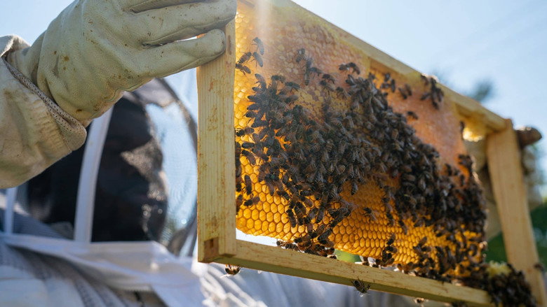 Imatge de Detroit Hives