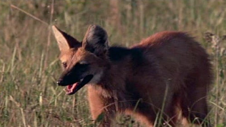 Still image for Andes to Amazon season 1 episode 3: Great Plains Still image for Andes to Amazon season 1 episode 3: Great Plains