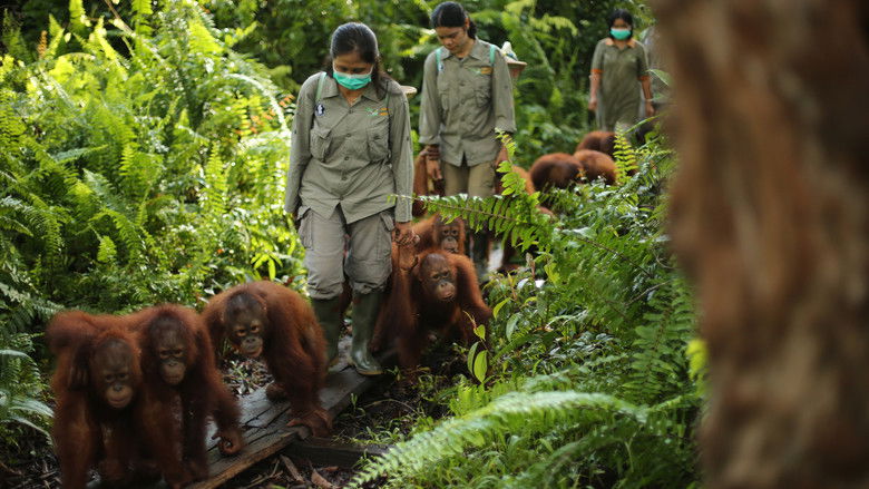 Still image for Becoming Orangutan season 1 episode 1: A Wild Education Still image for Becoming Orangutan season 1 episode 1: A Wild Education