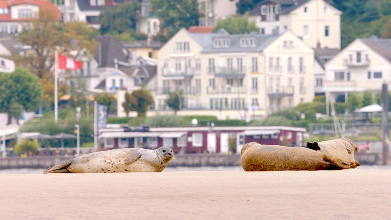 Hamburg Unleashed: Wildlife in the City
