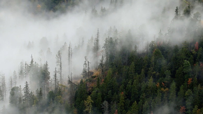 Backdrop from Europe's primeval forests, a treasure of nature