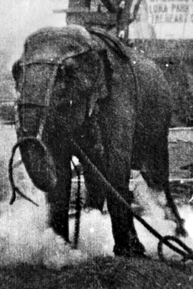 Imatge de Electrocuting an Elephant