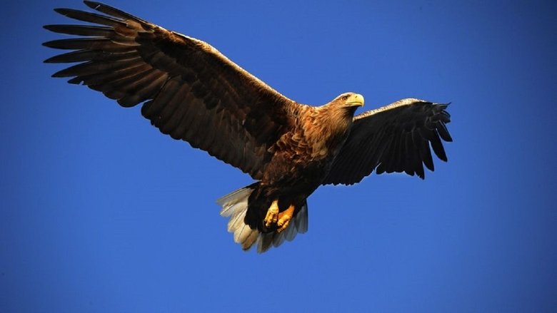 Le grand aigle de mer movie poster
