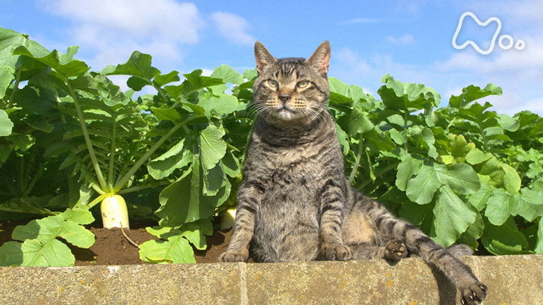 Still image for Mitsuaki Iwago's World “Cats” Travelogue season 1 episode 88: Miura Peninsula Still image for Mitsuaki Iwago's World “Cats” Travelogue season 1 episode 88: Miura Peninsula