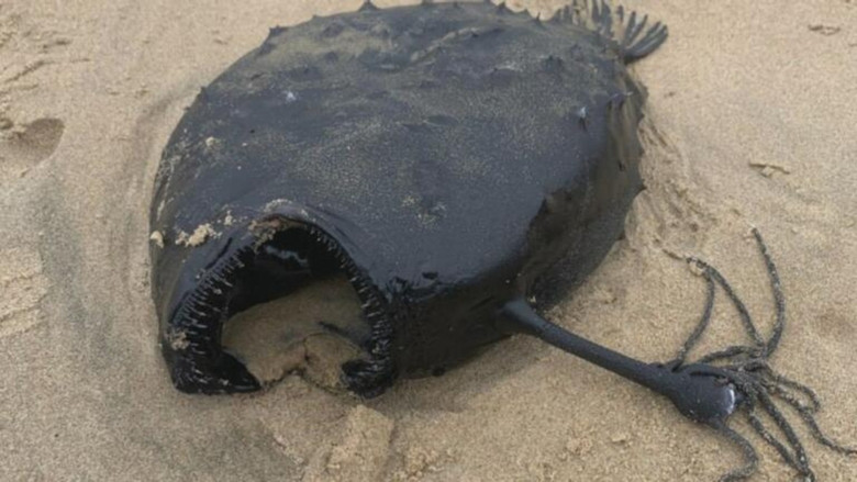 Mysterious Underwater Creatures