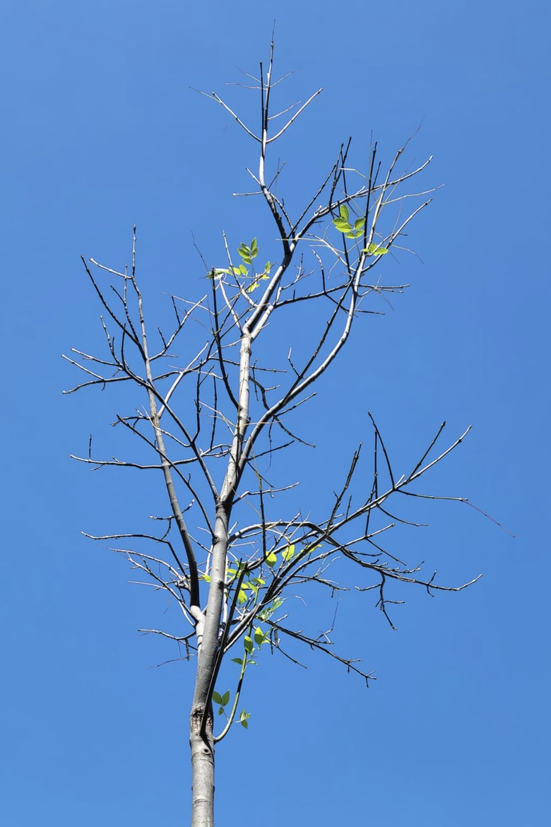 Imatge de me disgregué