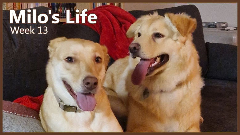 Still image for Milo's Life season 1 episode 13: Meet my girlfriend! | Week 13 Still image for Milo's Life season 1 episode 13: Meet my girlfriend! | Week 13