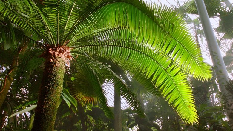 Still image for Kingdom of Plants season 1 episode 1: Life in the Wet Zone Still image for Kingdom of Plants season 1 episode 1: Life in the Wet Zone