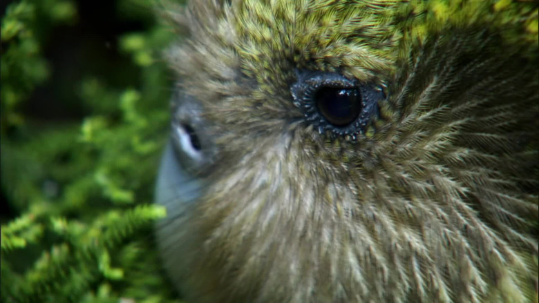 Still image for New Zealand: Earth's Mythical Islands season 1 episode 3: New Arrivals Still image for New Zealand: Earth's Mythical Islands season 1 episode 3: New Arrivals