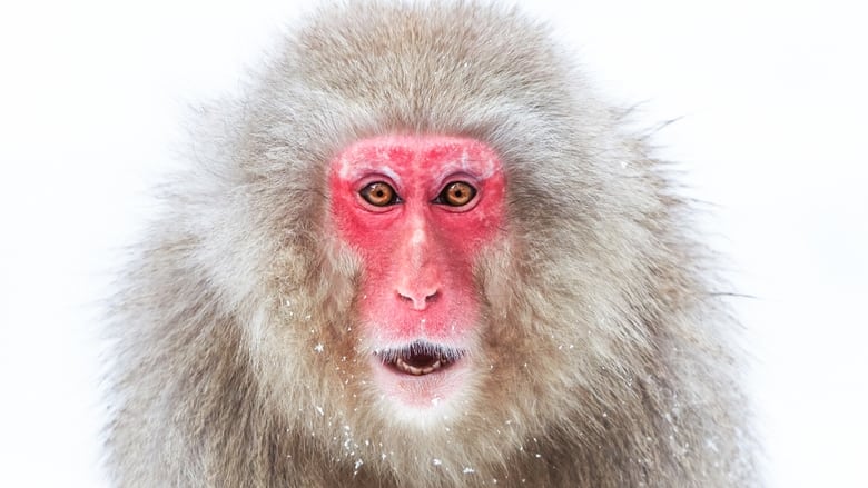 Still from Frozen Planet II - Season 1 Episode 3