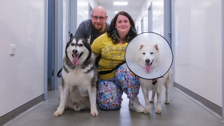 Still image for The Dog Hospital with Graeme Hall season 1 episode 1: Episode 1 Still image for The Dog Hospital with Graeme Hall season 1 episode 1: Episode 1