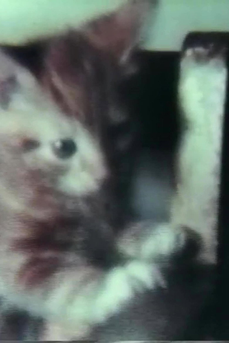 Imatge de Quick Constant and Solid Instant