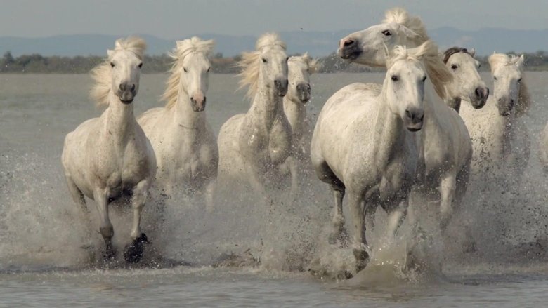 Wild Horses of the Marshes